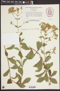 Stevia rebaudiana image