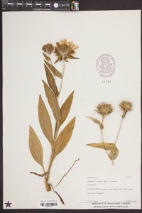 Stokesia laevis image