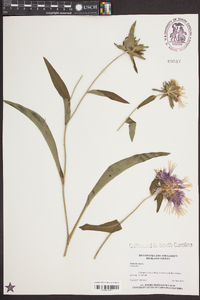 Stokesia laevis image