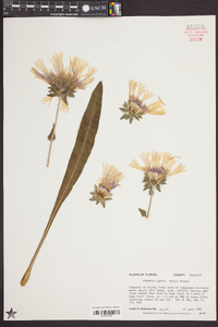 Stokesia laevis image