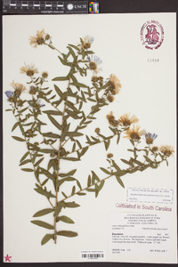 Symphyotrichum oblongifolium image