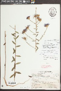 Symphyotrichum georgianum image