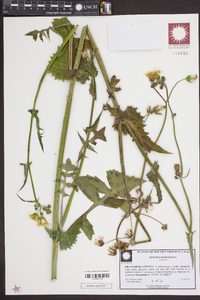 Sonchus oleraceus image