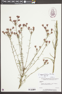 Vernonia angustifolia image