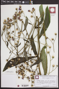 Vernonia acaulis image