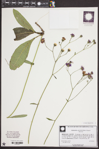 Vernonia acaulis image