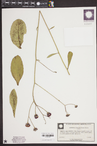 Vernonia acaulis image