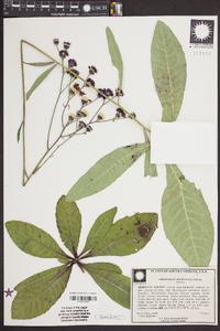 Vernonia acaulis image