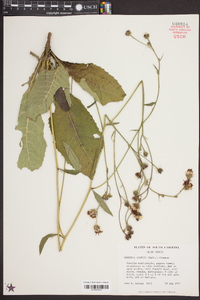 Vernonia acaulis image