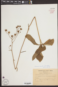 Vernonia acaulis image