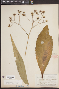 Vernonia acaulis image