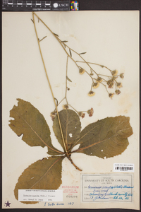 Vernonia acaulis image