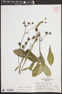 Vernonia acaulis image