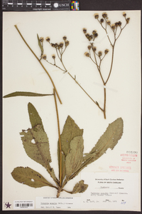 Vernonia acaulis image