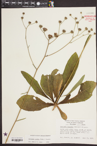 Vernonia acaulis image