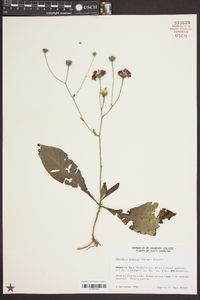 Vernonia acaulis image