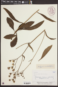 Vernonia acaulis image