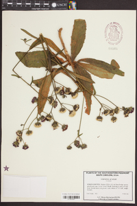 Vernonia acaulis image