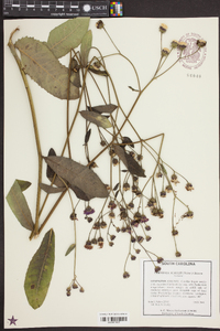 Vernonia acaulis image