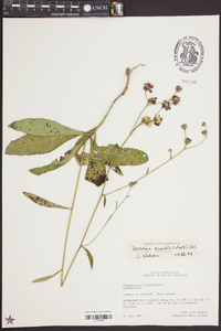 Vernonia acaulis image