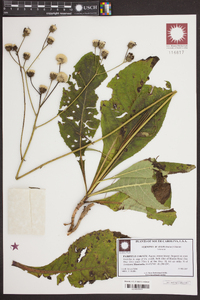 Vernonia acaulis image