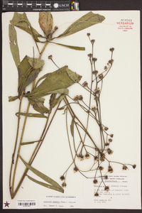 Vernonia acaulis image