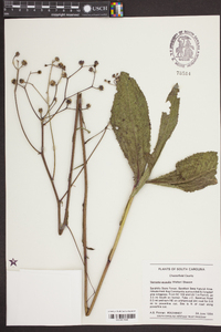 Vernonia acaulis image