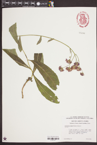 Vernonia acaulis image