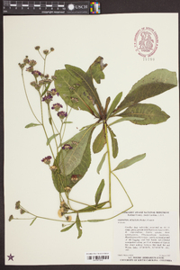 Vernonia acaulis image