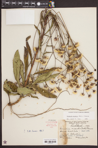 Vernonia acaulis image