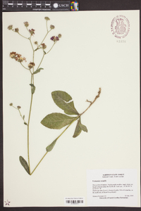 Vernonia acaulis image