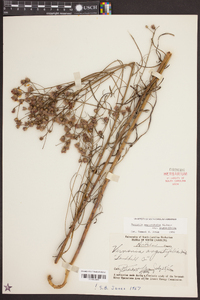 Vernonia angustifolia image