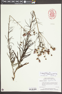 Vernonia angustifolia image