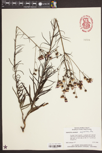 Vernonia angustifolia var. scaberrima image