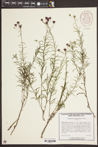 Vernonia angustifolia image