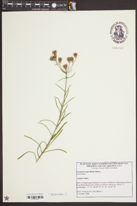 Vernonia angustifolia image