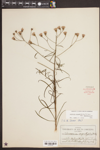 Vernonia angustifolia image