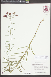 Vernonia angustifolia var. scaberrima image