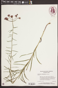 Vernonia angustifolia var. scaberrima image