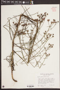 Vernonia angustifolia image