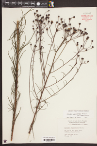 Vernonia angustifolia image