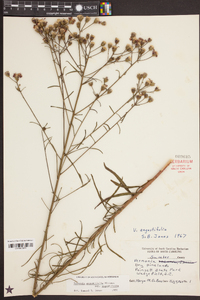 Vernonia angustifolia image