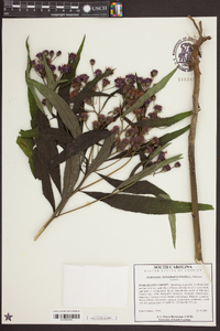 Vernonia noveboracensis image