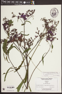 Vernonia noveboracensis image