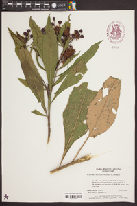 Vernonia noveboracensis image