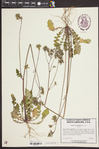 Youngia japonica image