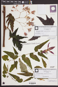 Begonia boliviensis image