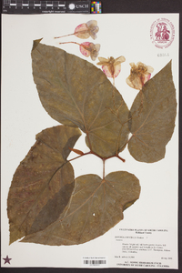 Begonia coccinea image