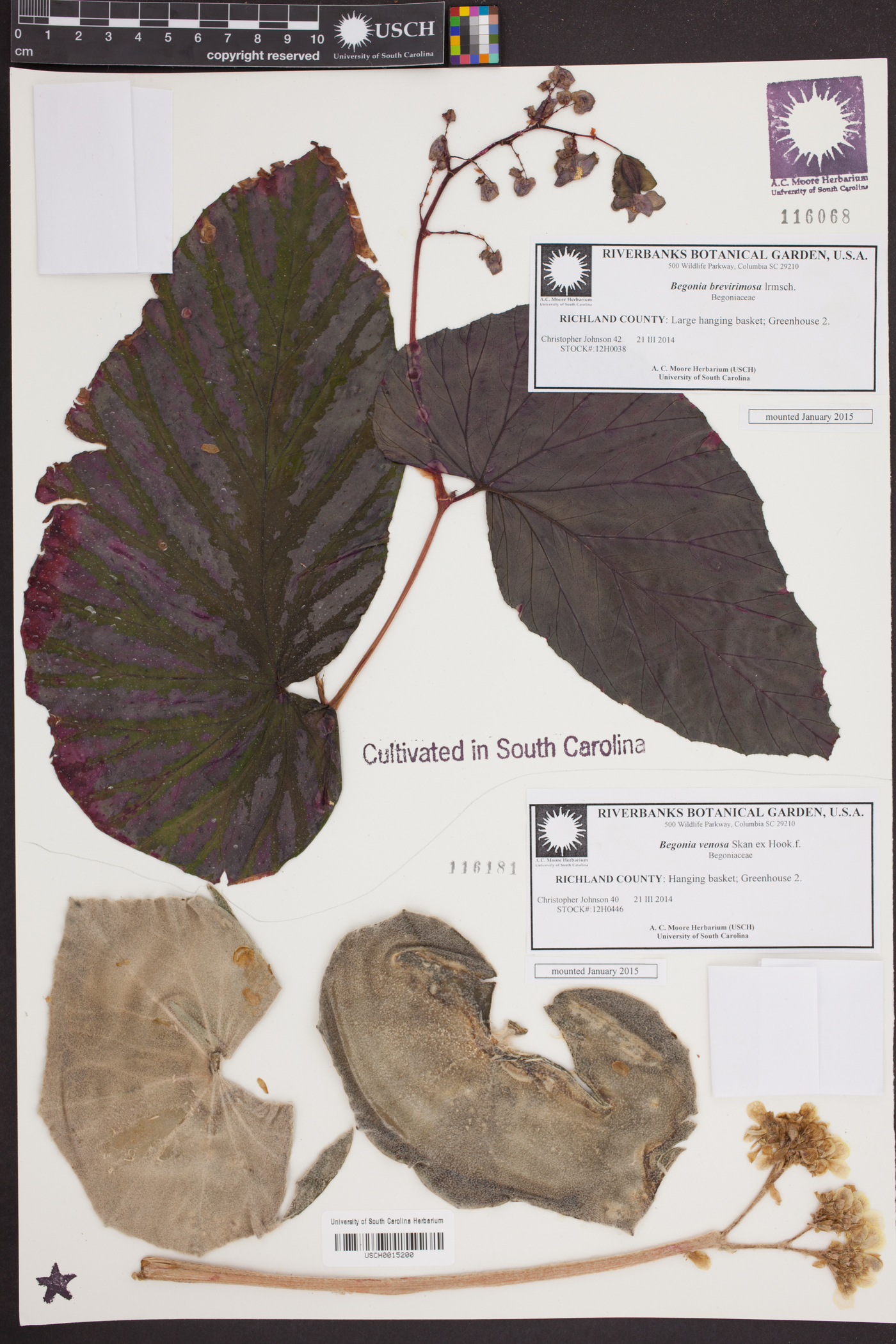 Begonia brevirimosa image