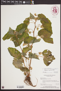 Begonia cucullata image